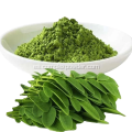 Polvo de hoja de Moringa a granel Polvo de extracto de Moringa orgánico